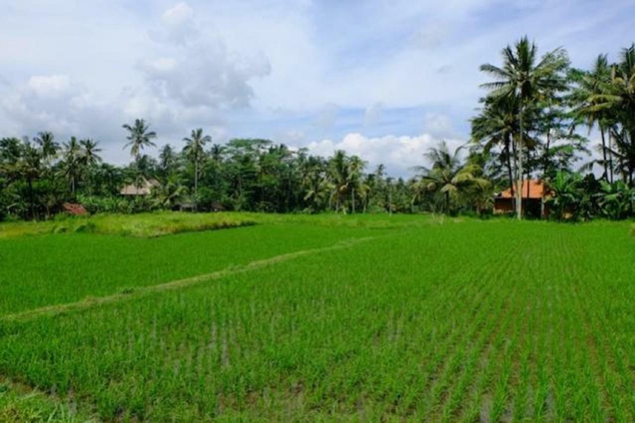 Hotel Kubu Jamu à Ubud Extérieur photo